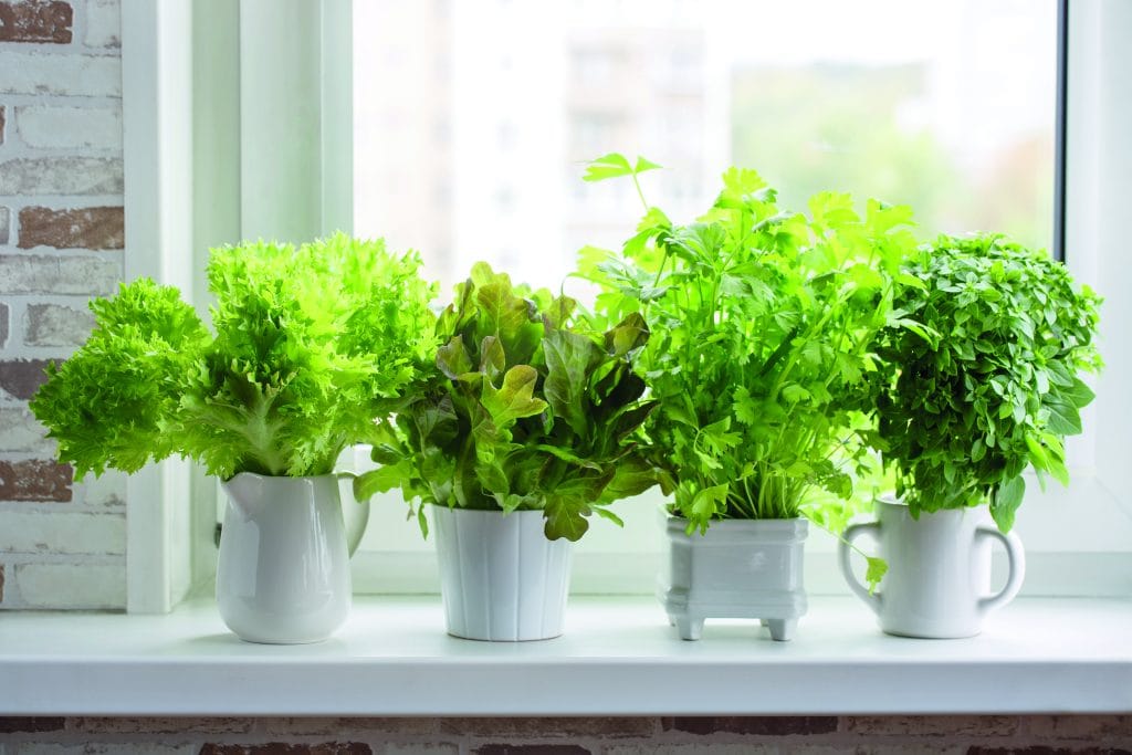 Fresh aromatic culinary herbs in white pots on windowsill. Lettuce, leaf celery and small leaved basil. Kitchen garden of herbs. Fresh aromatic culinary herbs in white pots on windowsill. Lettuce, leaf celery and small leaved basil. Kitchen garden of herbs.