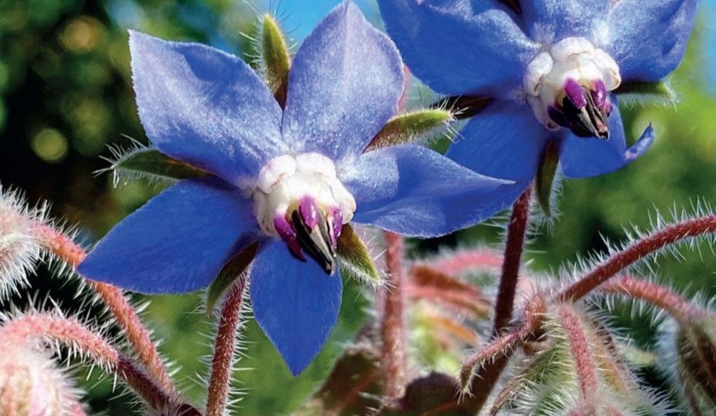 Borage