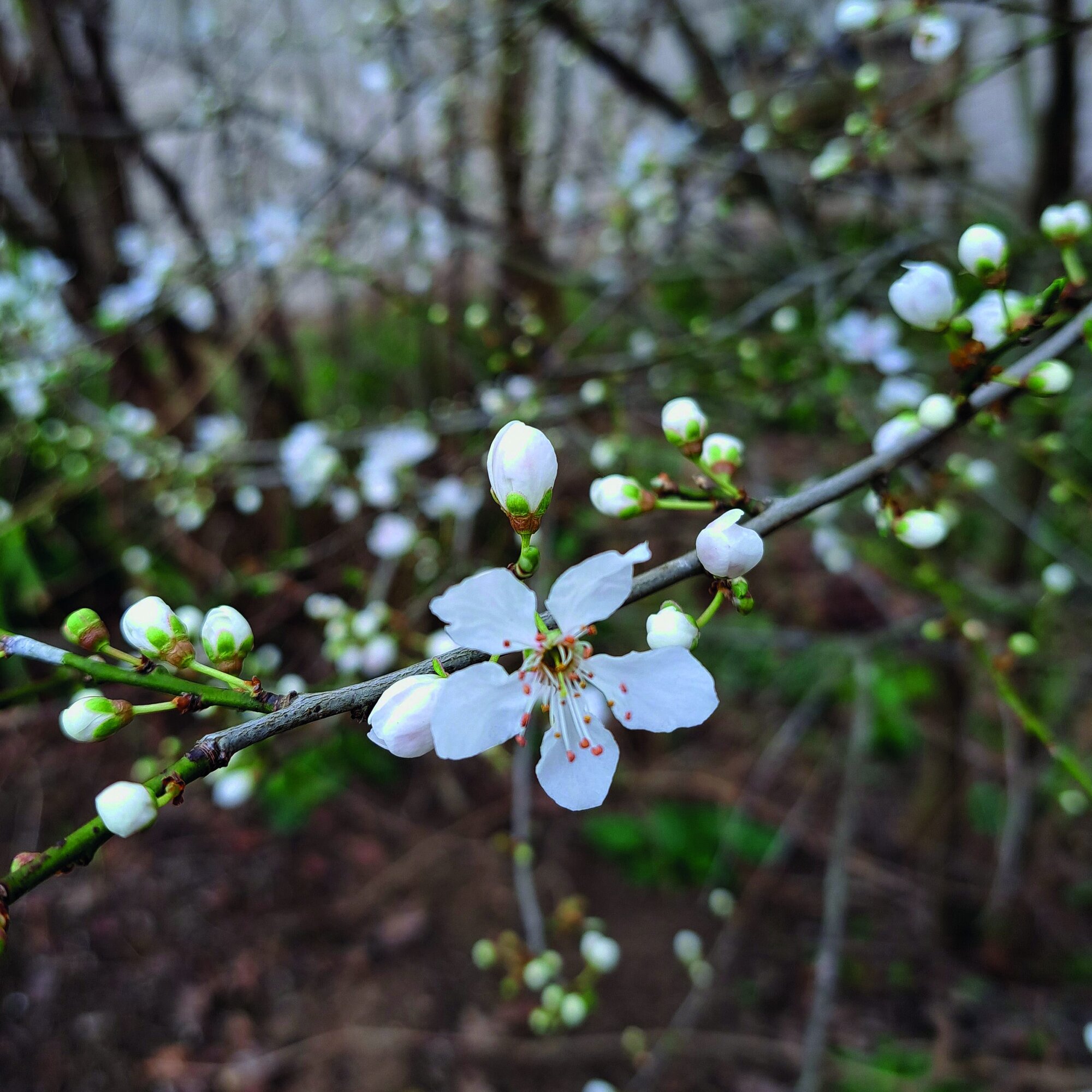 cherry plum