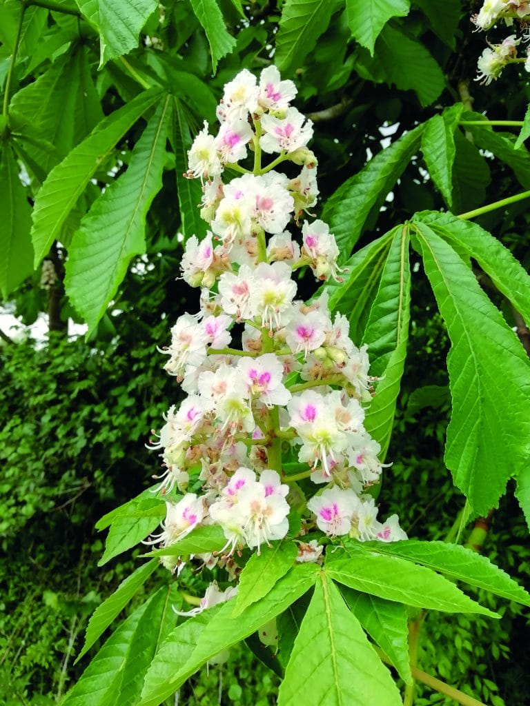 White Chestnut