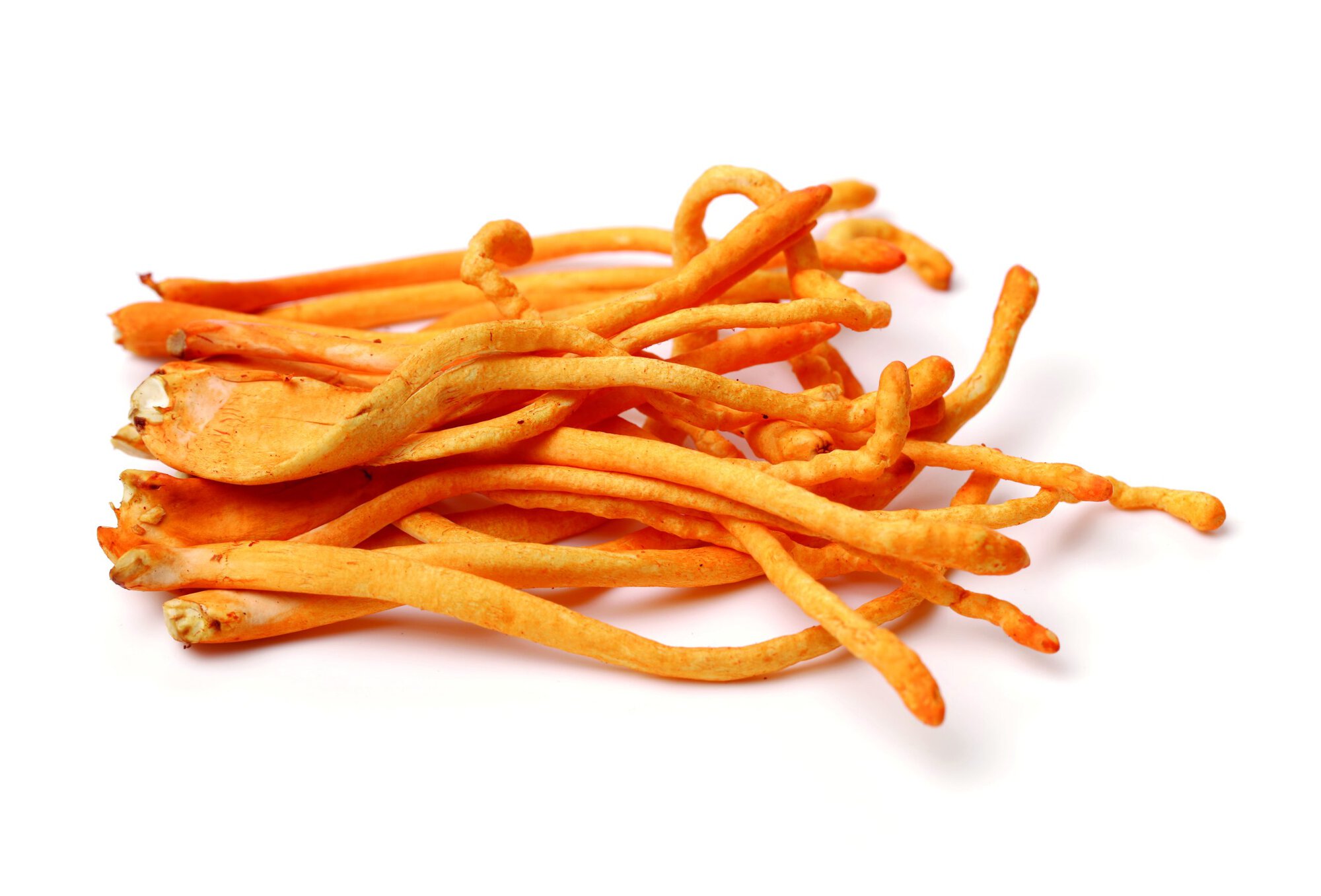 Cordyceps mushroom on the white background