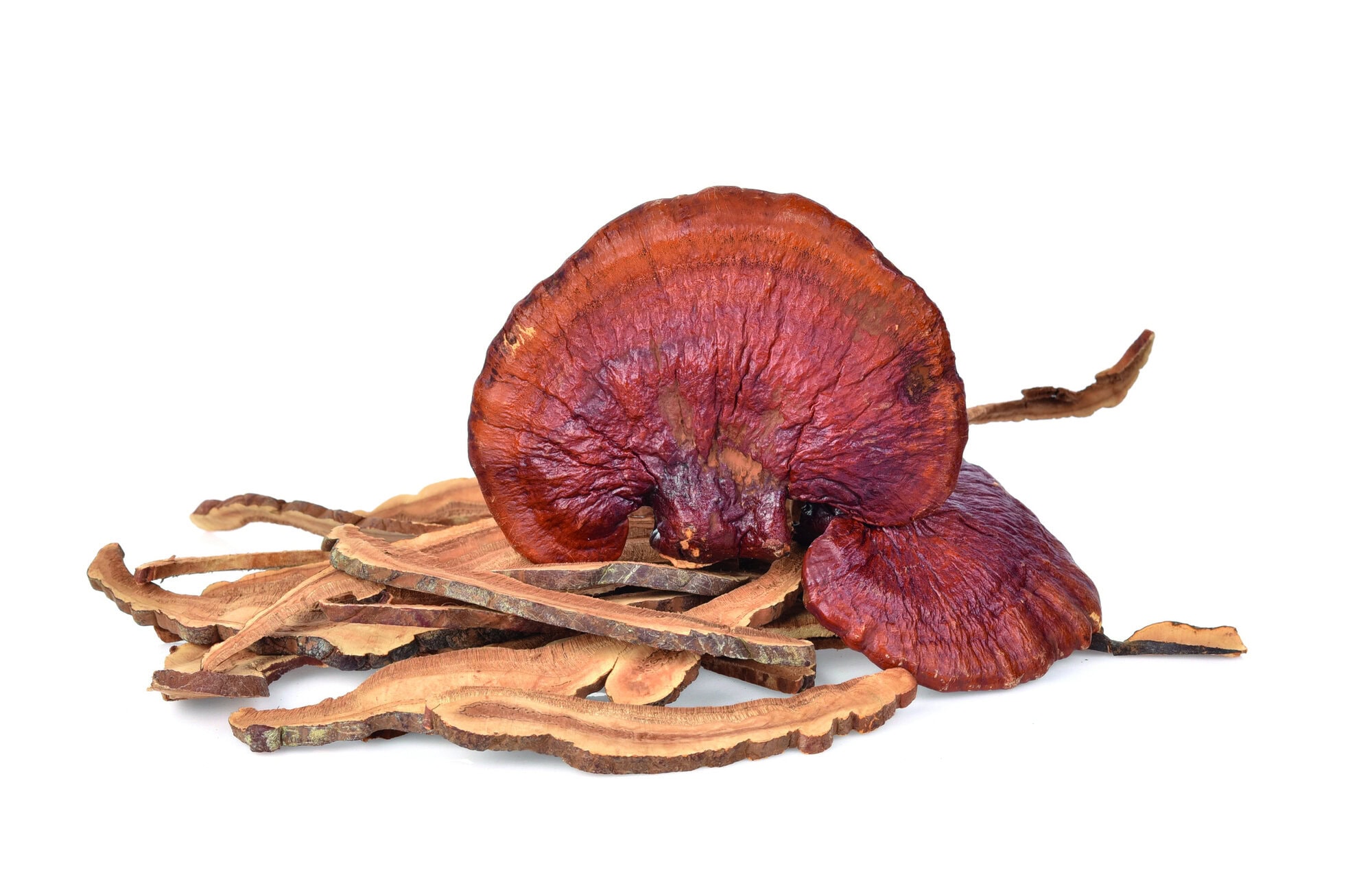 Ganoderma lucidum isolated on the white background.