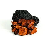Chaga mushroom isolated on a white background. Chopped pieces of chaga mushroom. Inonotus Obliquus.