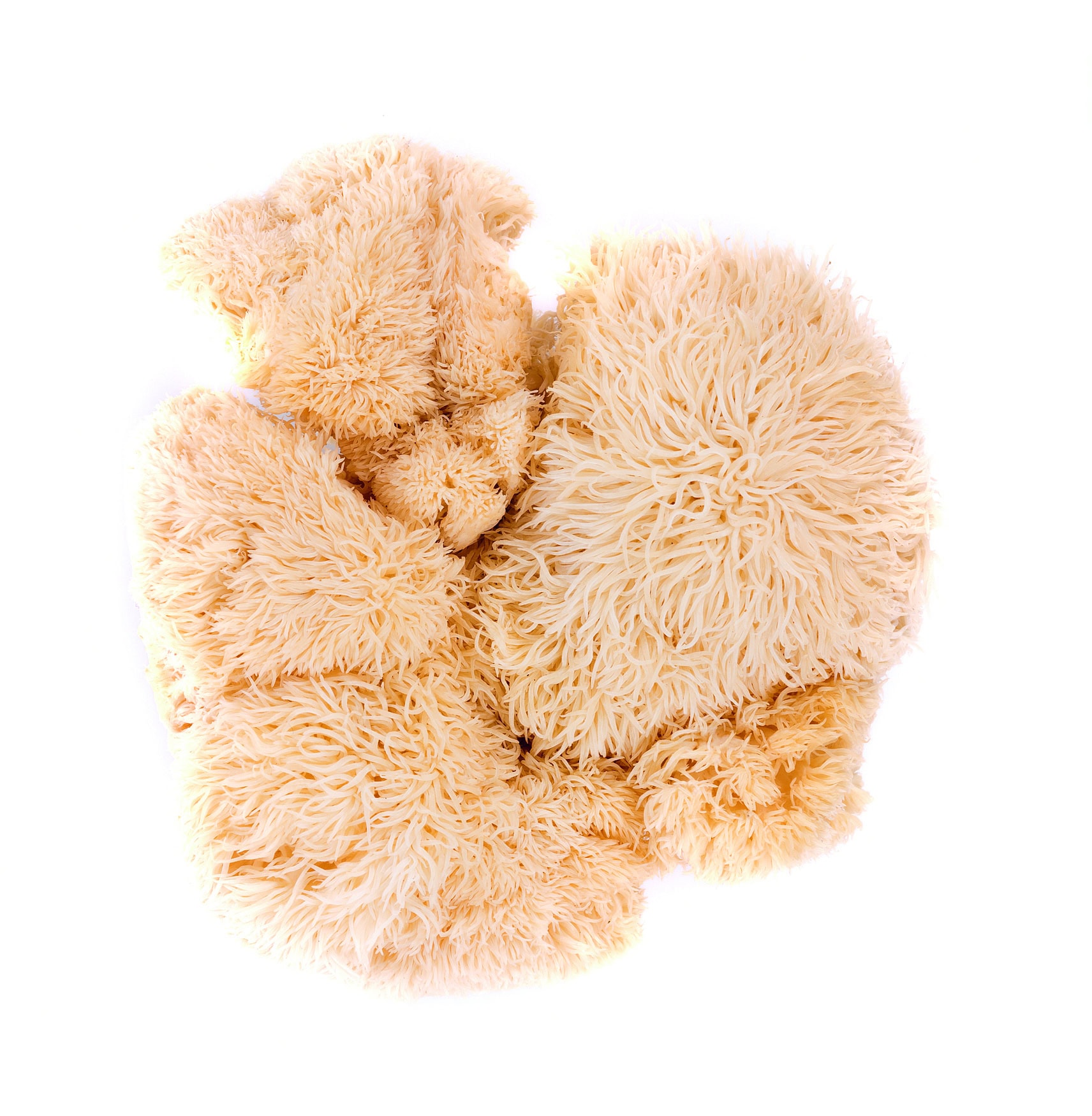 lion mane mushroom isolated on white background