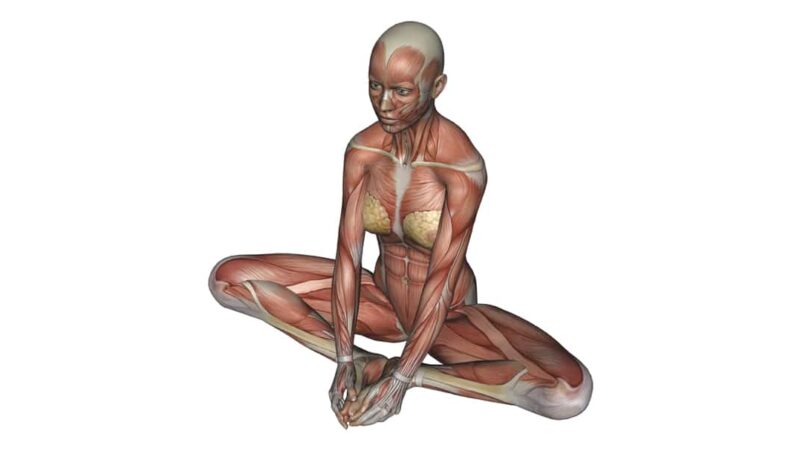 Butterfly Pose - Yoga Anatomy