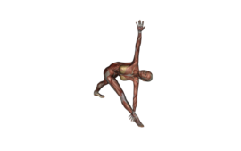 Reverse Triangle Pose - Yoga Anatomy
