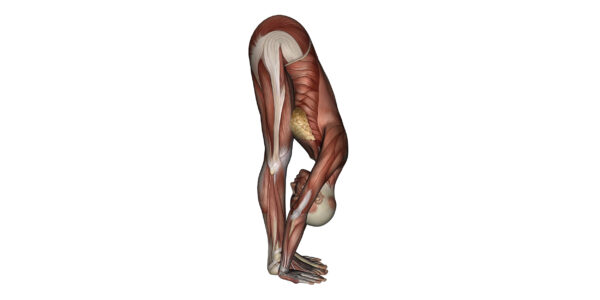 Standing Forward Bend Pose - Yoga Anatomy