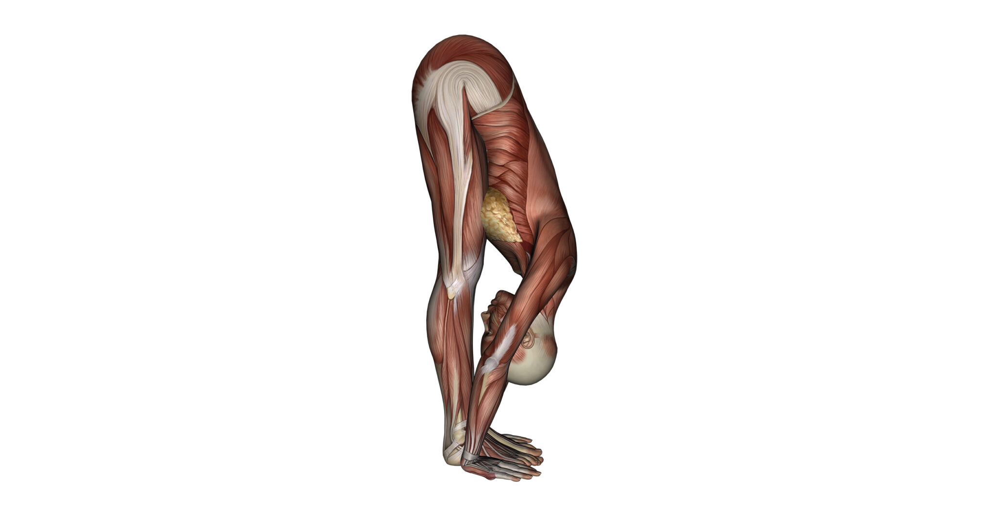 Uttanasana Pose Variations: Try These 7 - YogaUOnline
