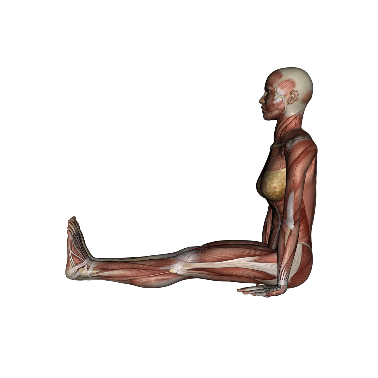 Staff Pose - Yoga Anatomy