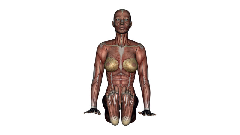 Staff Pose - Yoga Anatomy