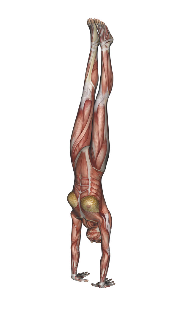 Handstand - Yoga Anatomy