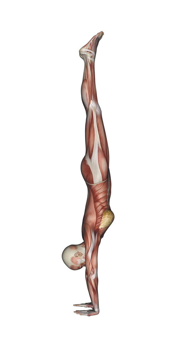 Handstand - Yoga Anatomy