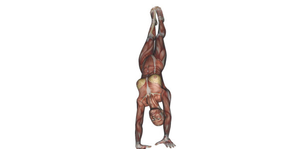 Handstand - Yoga Anatomy