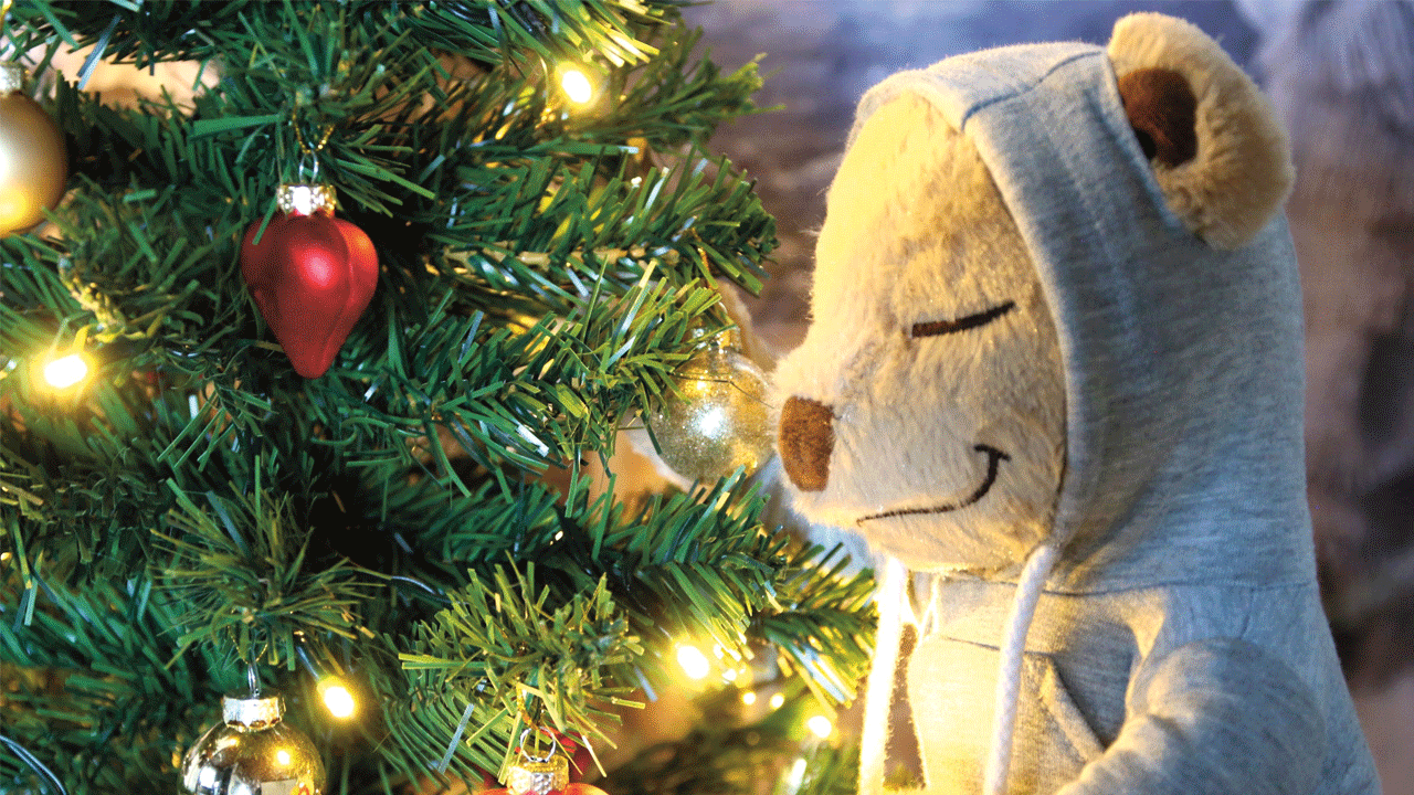 Meddy-Teddy-8 Meddy-Teddy-8