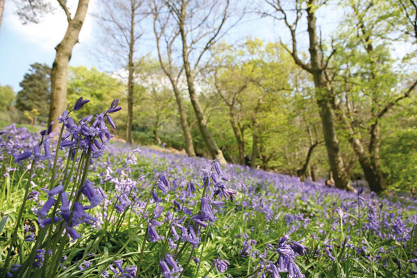 Surrey Hills Yoga