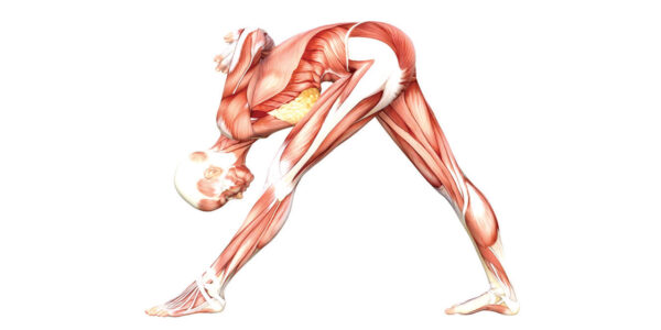 Intense Side Stretch Pose Yoga Anatomy