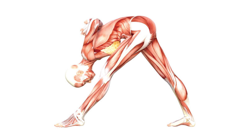 Intense Side Stretch Pose Yoga Anatomy