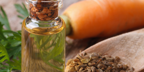 Carrot Seed Oil