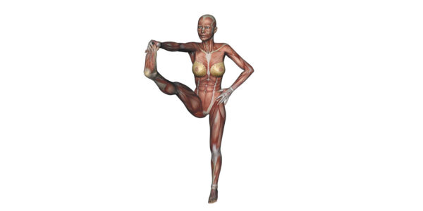 standing big-toe hold pose Yoga anatomy