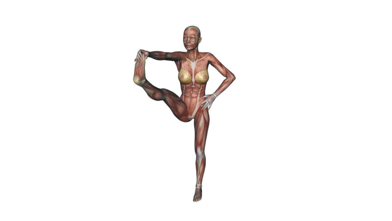 standing big-toe hold pose Yoga anatomy