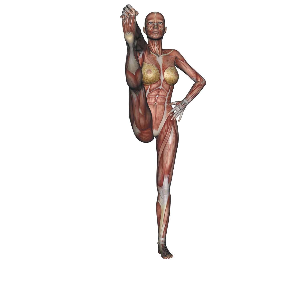 Standing big-toe hold pose - Yoga anatomy