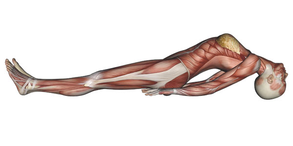 Fish Pose Yoga Anatomy