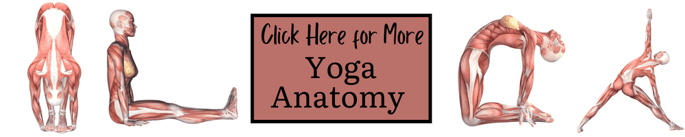 Yoga Anatomy Button 2023