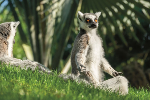 Lemur planet yoga