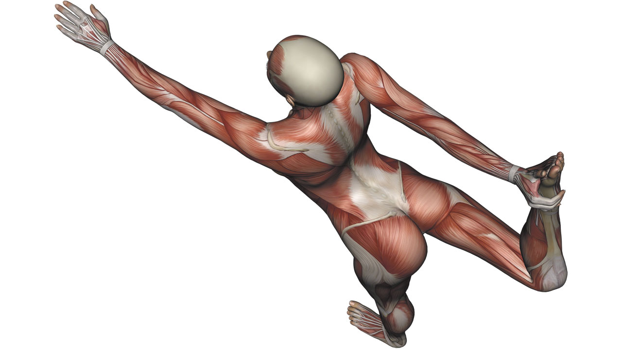 Dancer Pose Yoga Anatomy