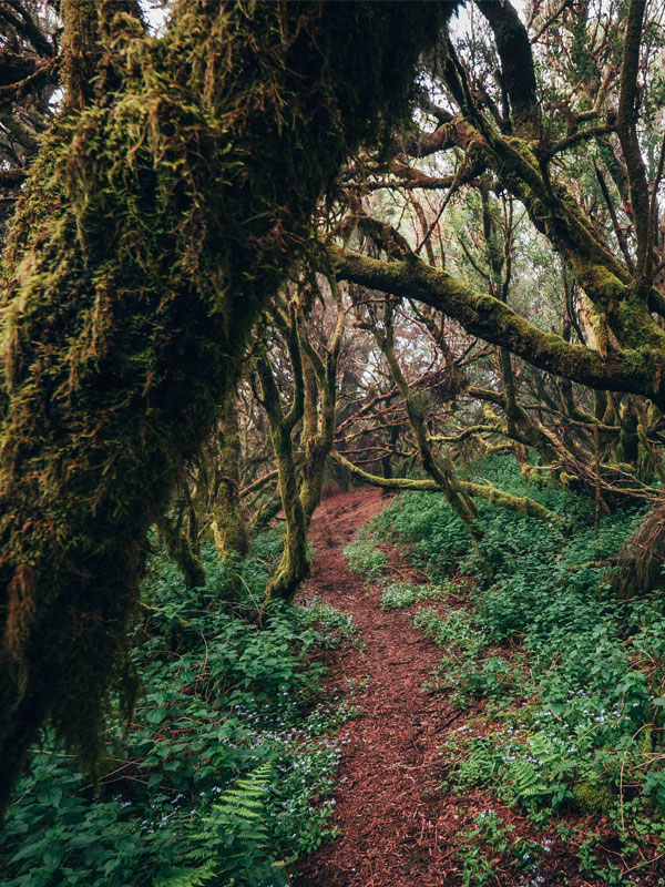 forest bathing - Yoga Travel