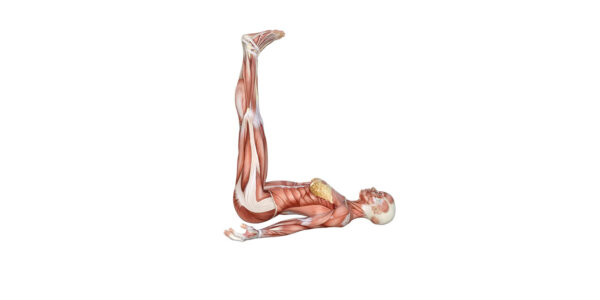 Legs up the wall pose Yoga Anatomy