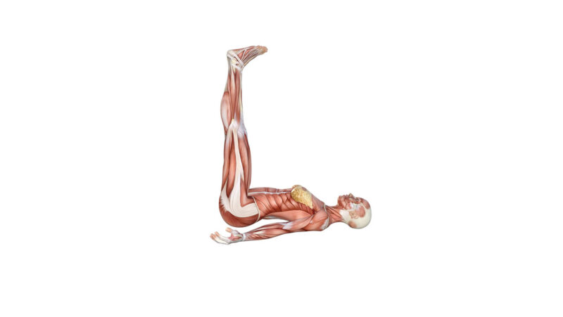 Legs up the wall pose Yoga Anatomy