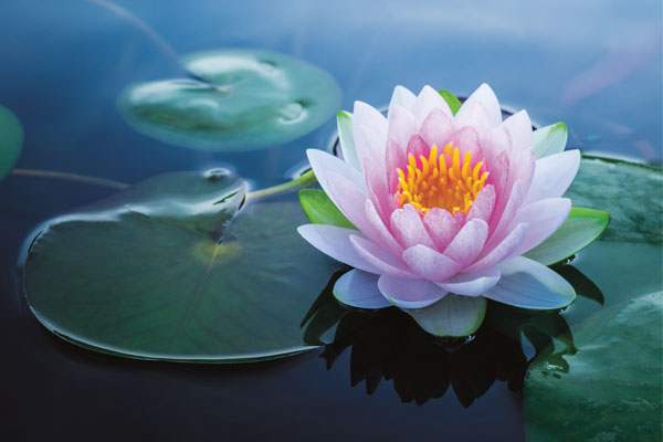 Lotus - the jewel of enlightenment