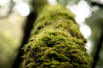 forest bathing - Yoga Travel