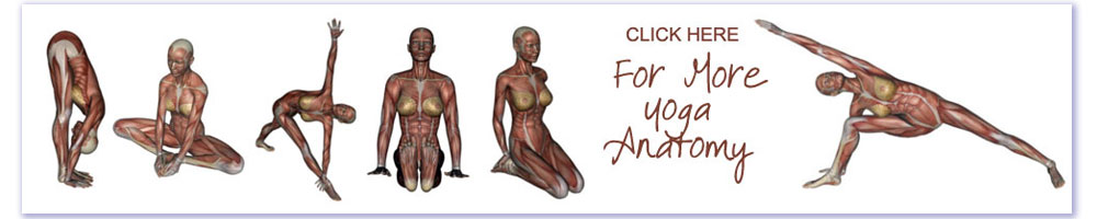 Yoga Anatomy