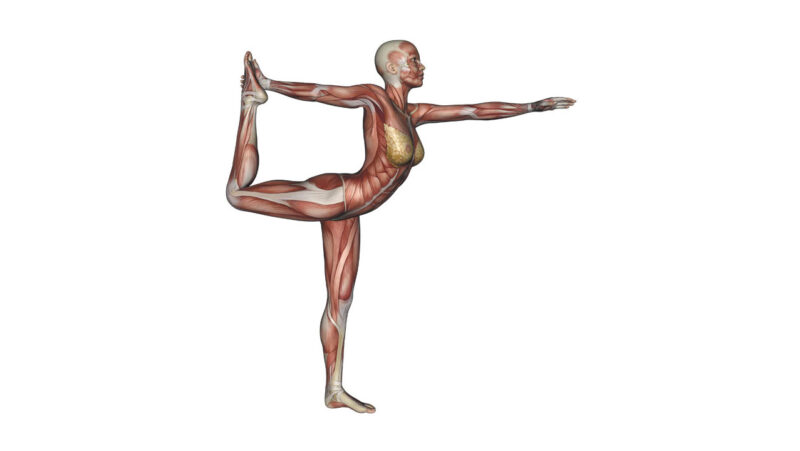 Dancer Pose Yoga Anatomy