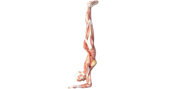 Forearm Balance - Yoga Anatomy