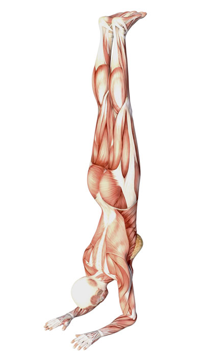 Forearm Balance