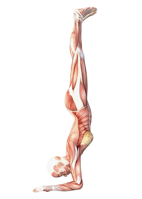 Forearm Balance