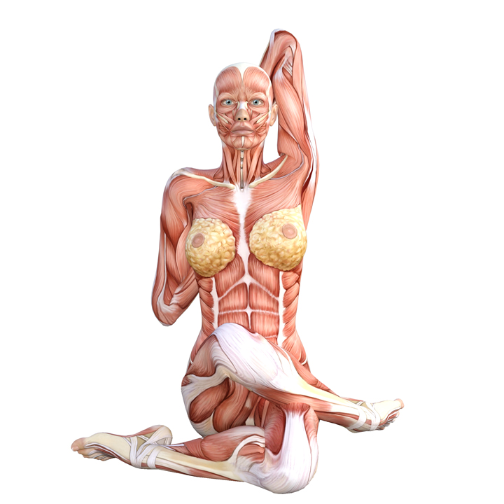 Cow Head Pose – Yoga Anatomy