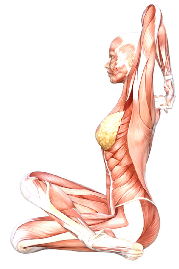 Cow Head Pose – Yoga Anatomy