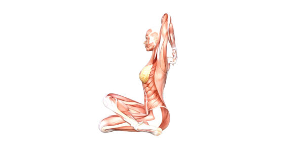 Cow Head Pose – Yoga Anatomy