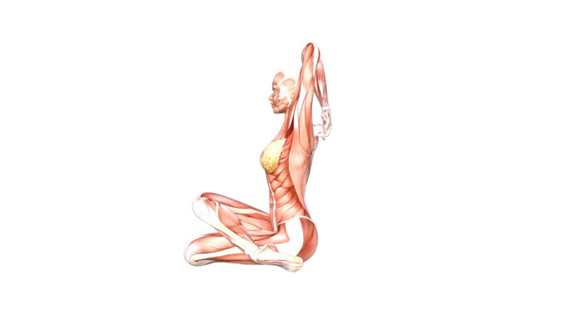 Cow Head Pose – Yoga Anatomy