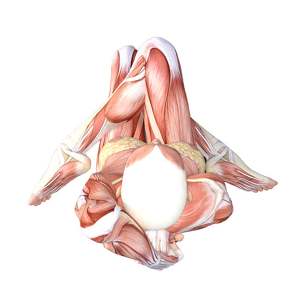 Cow Head Pose – Yoga Anatomy