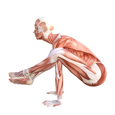 Shoulder Pressing Pose - Yoga anatomy