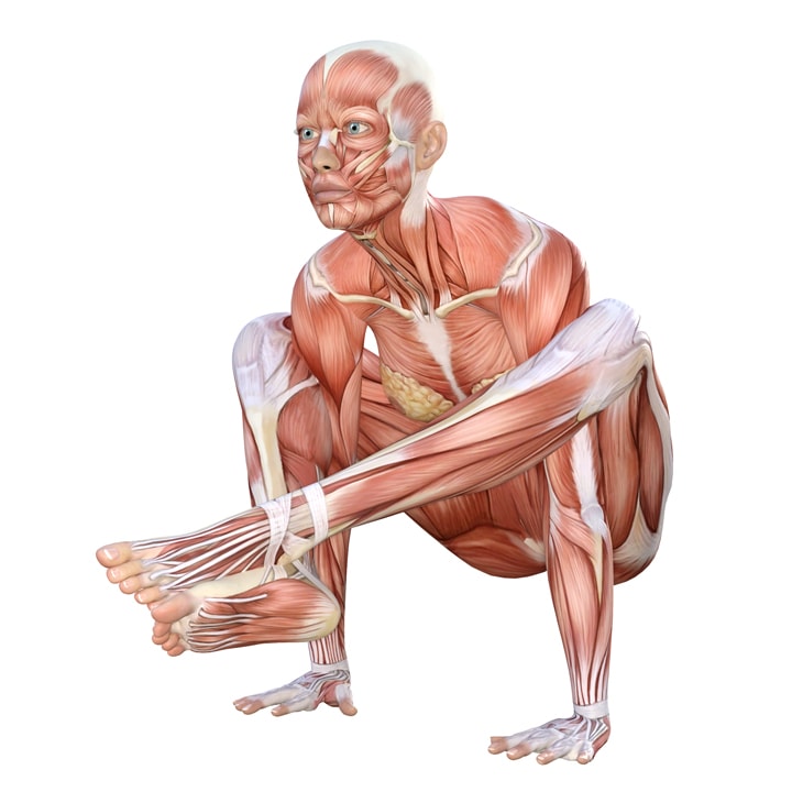 Shoulder Pressing Pose - Yoga anatomy