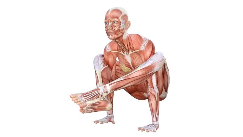 Shoulder Pressing Pose - yoga anatomy