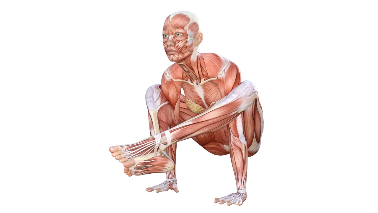 Yoga anatomy cheap
