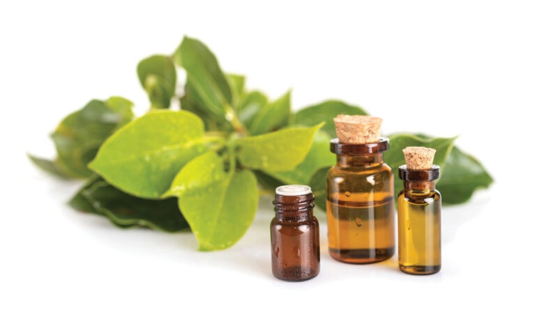 Camphor oil