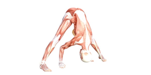 Wide legged Standing Forward Bend - Yoga Anatomy